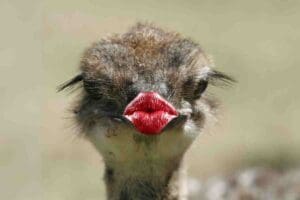 funny kissing memes