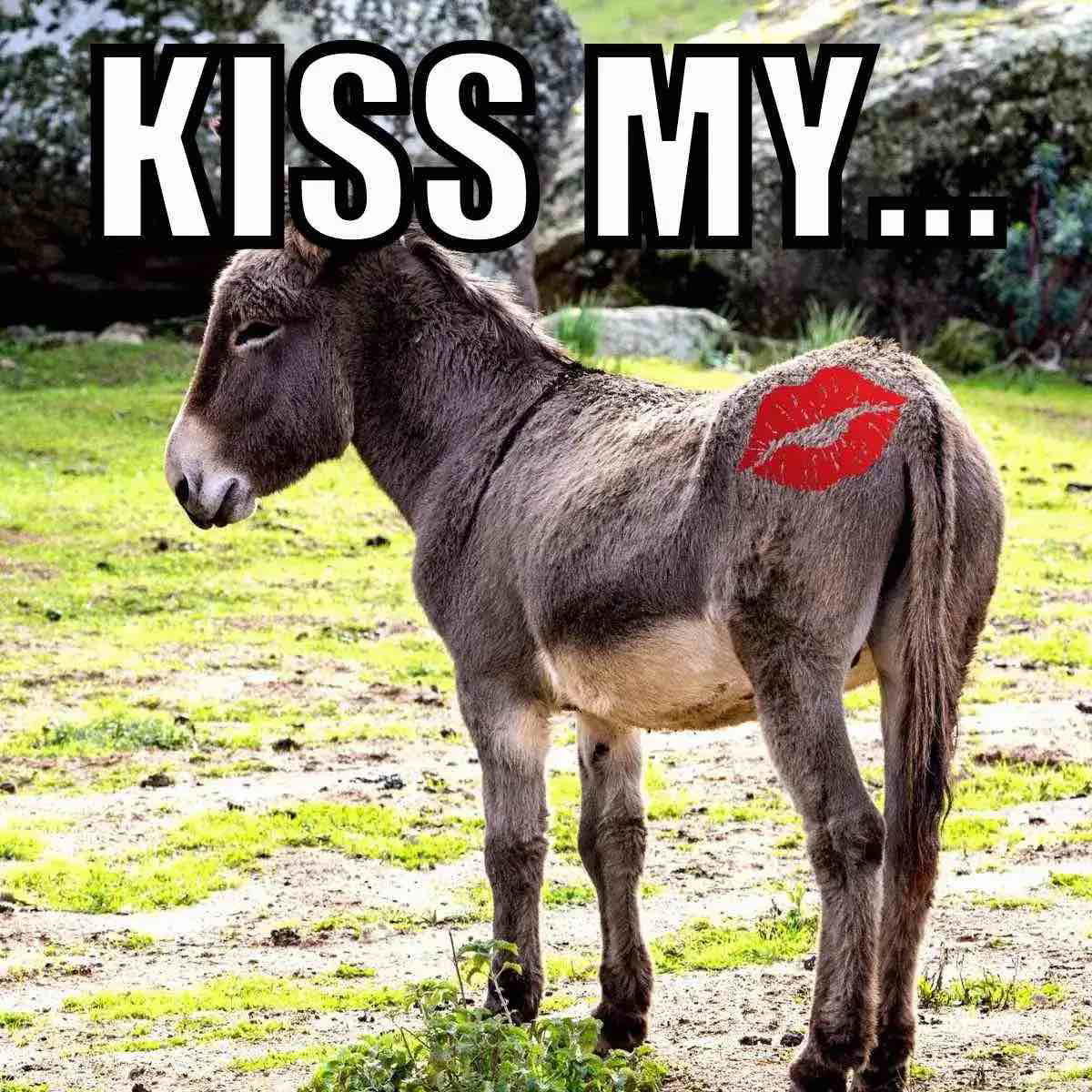 kiss my meme kiss my meme jackass