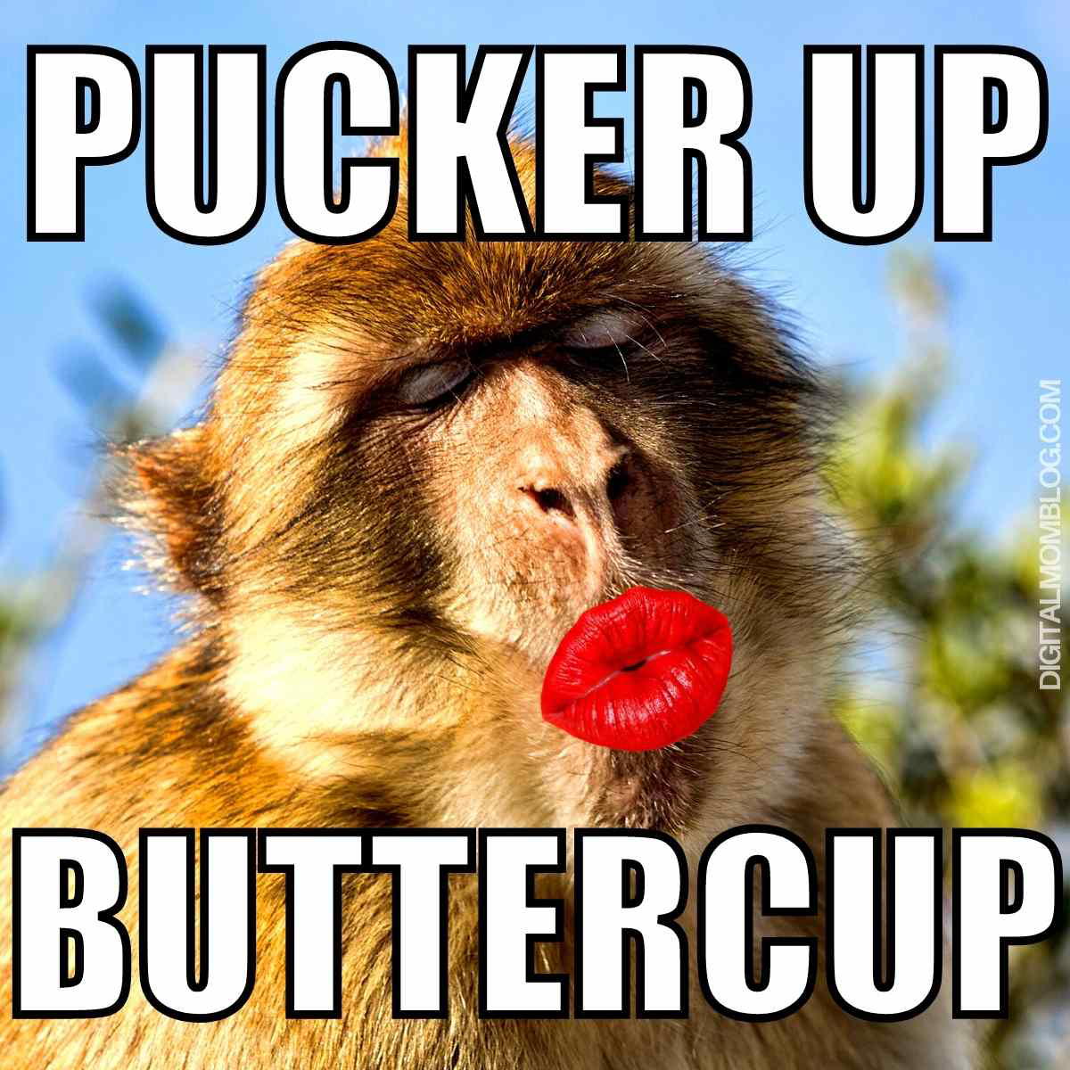 pucker up buttercup meme pucker up buttercup meme
