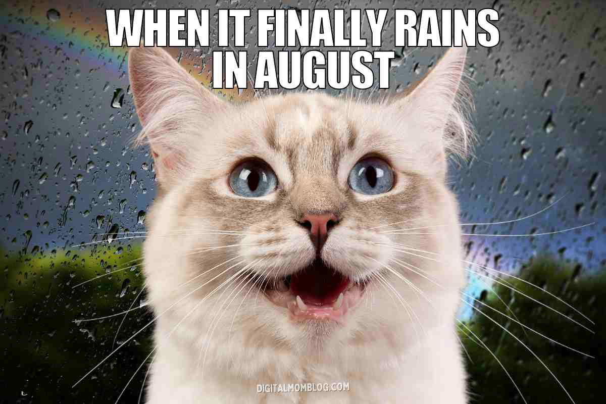 rain august meme Funny meme of an ecstatic cat against a rainy backdrop with text saying 'When it finally rains in August.'
