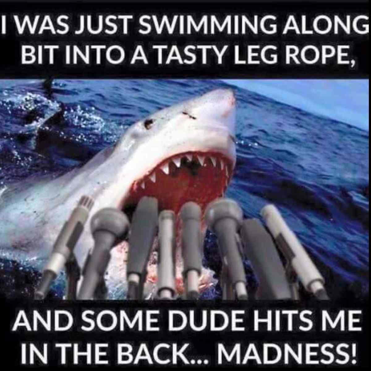 shark attack meme funny shark attack meme funny