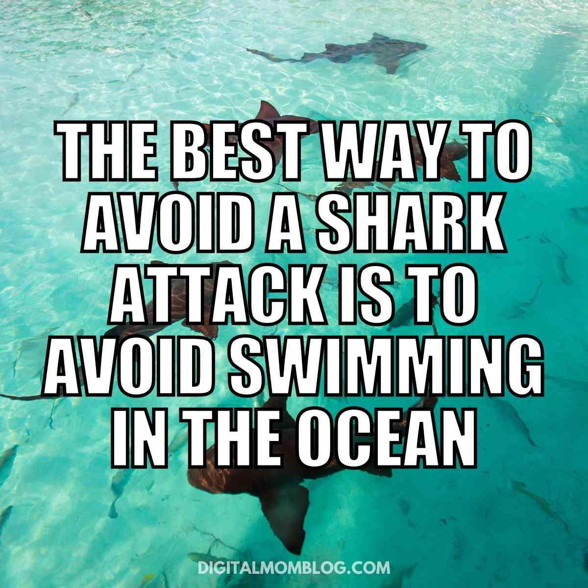 shark attack meme shark attack meme