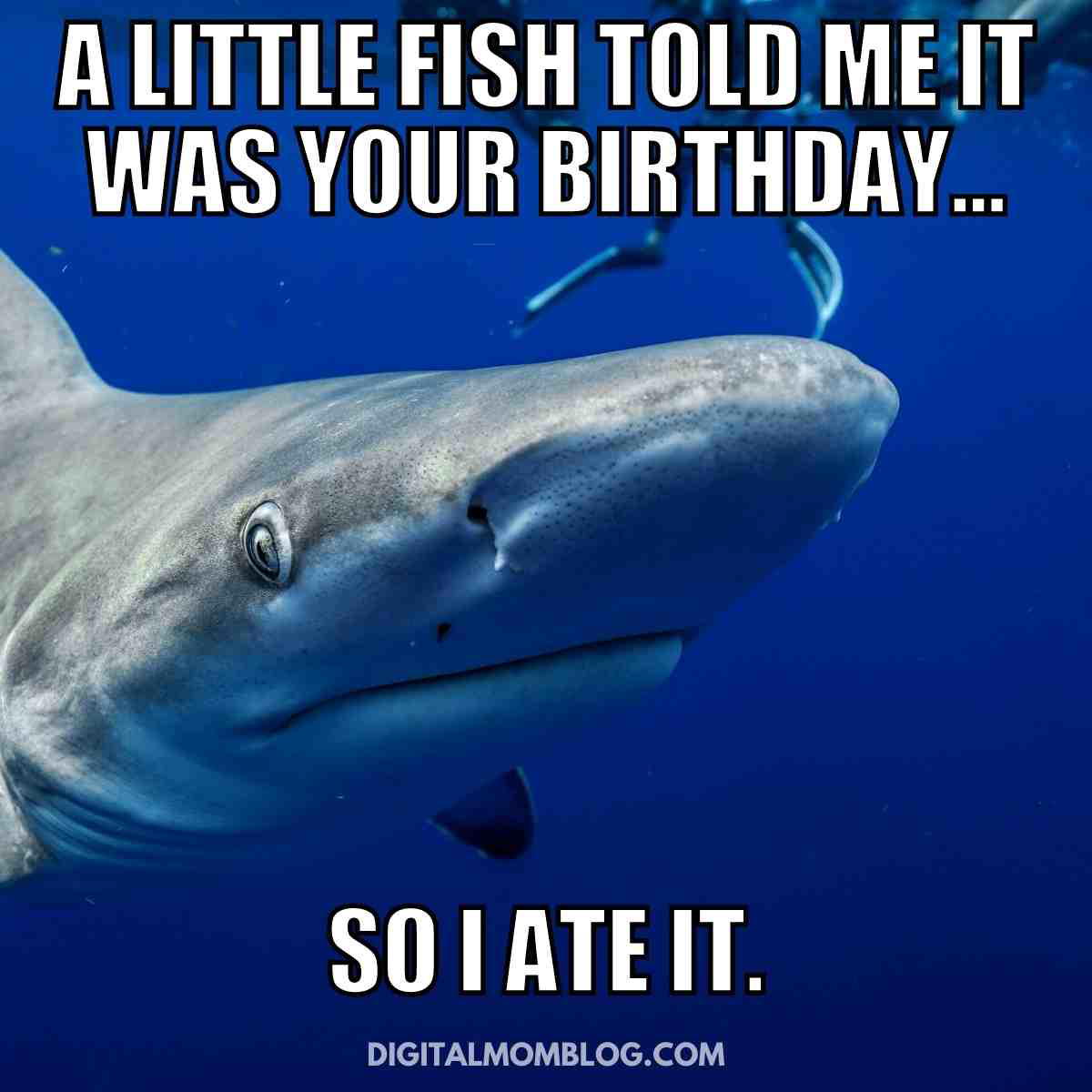 shark birthday meme Birthday meme featuring a shark with text saying 'A little fish told me it was your birthday... so I ate it.', adding a humorous twist to wishing a happy birthday.