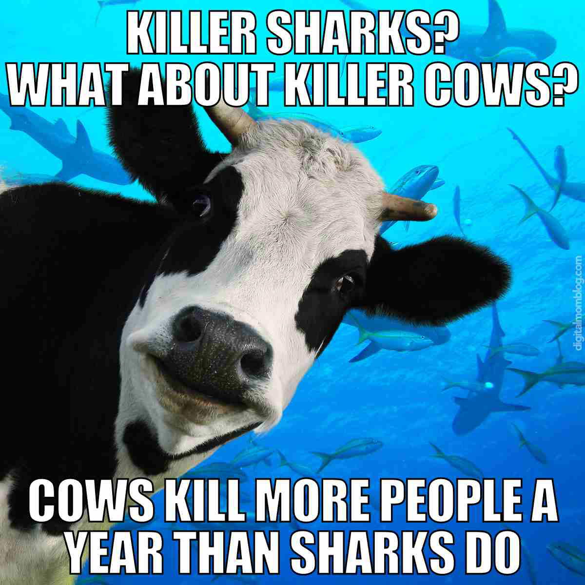 shark cow meme shark cow meme