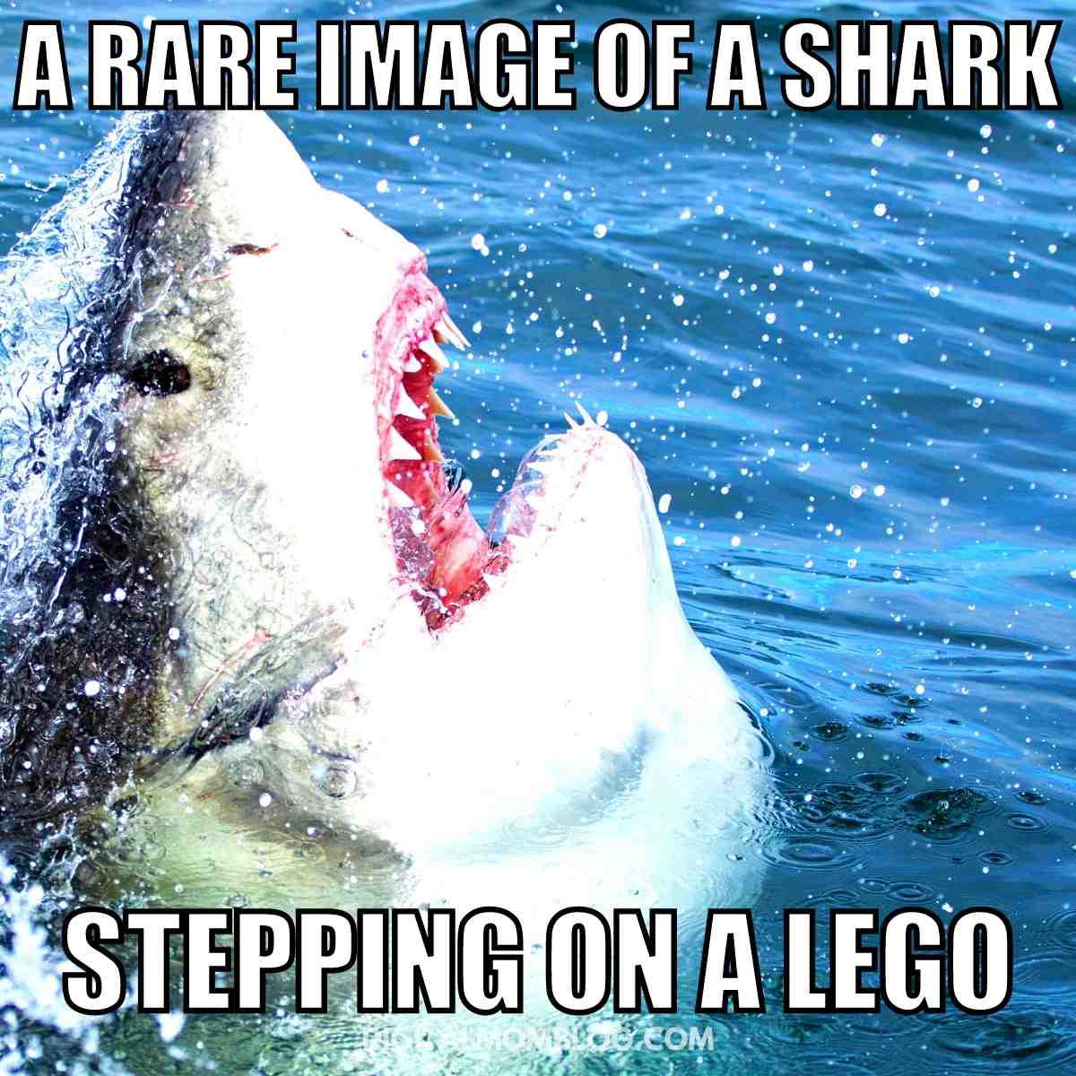 shark lego meme shark lego meme