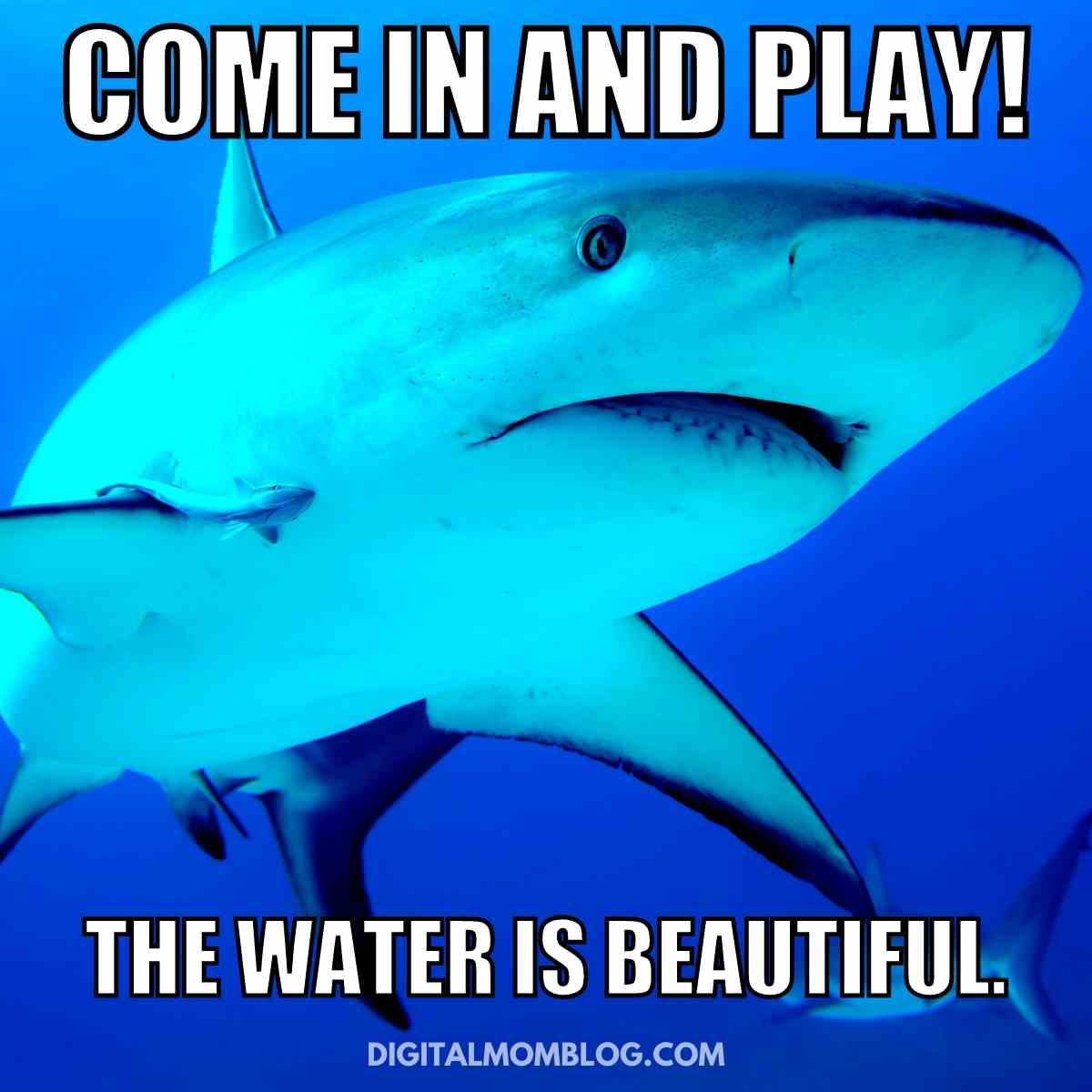 shark meme shark meme