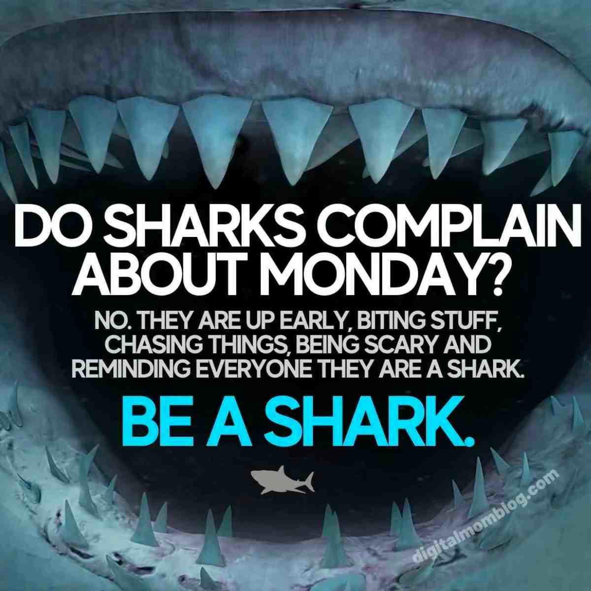 shark monday meme Humorous Monday meme featuring a shark's open mouth with text saying, 'Do sharks complain about Monday? No, they are up early, biting stuff, chasing things, being scary and reminding everyone they are a shark. Be a shark.' Perfect for a laugh to bite into the Monday blues.