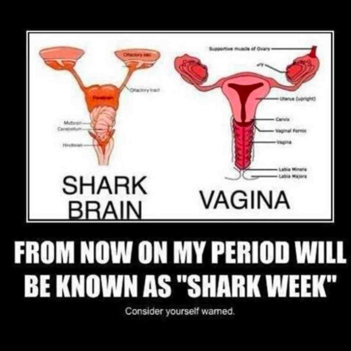 shark week period meme shark week period meme