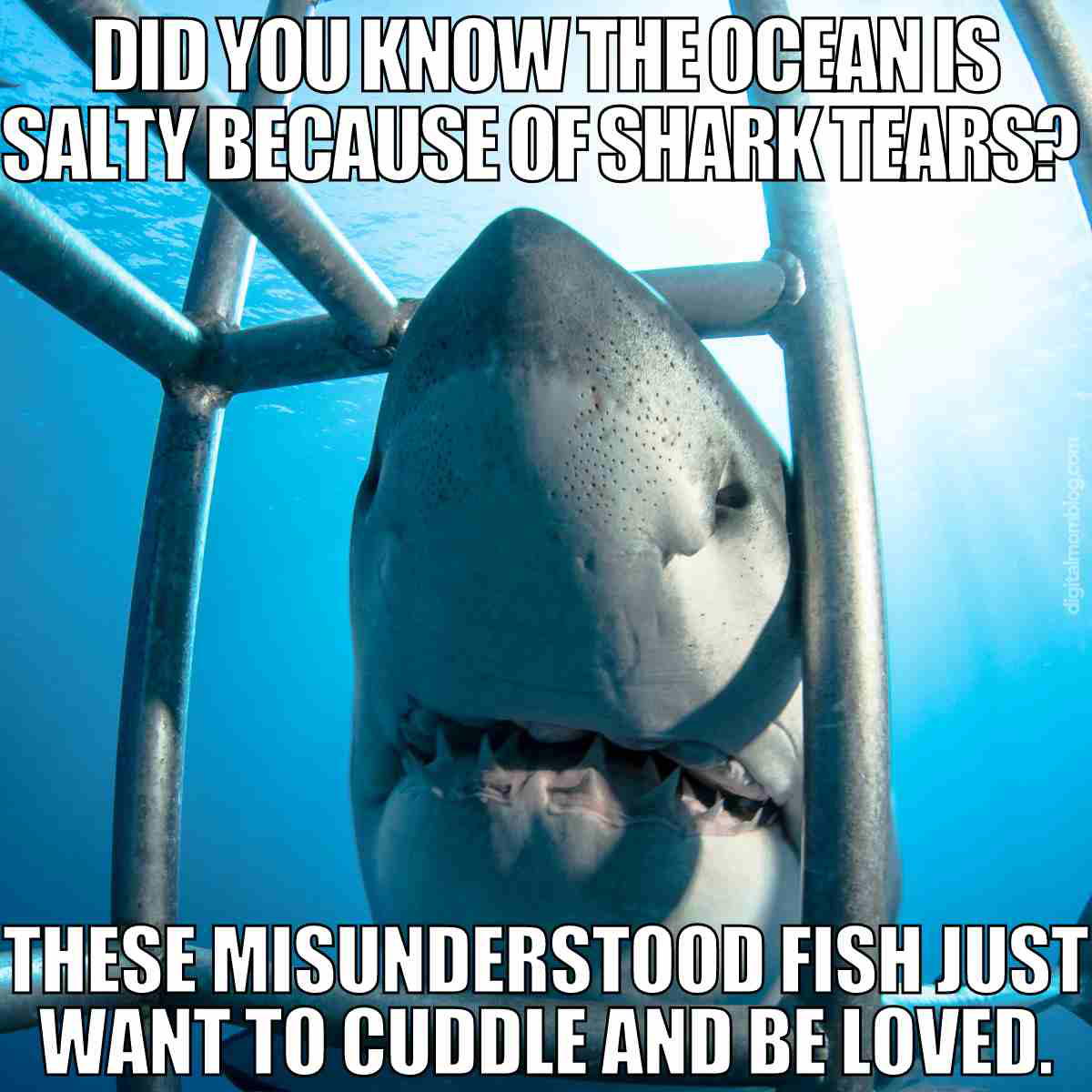 sharks meme sharks meme did you know the ocean is salty because of shark tears? these misunderstood fish just want to cuddle and be loved.