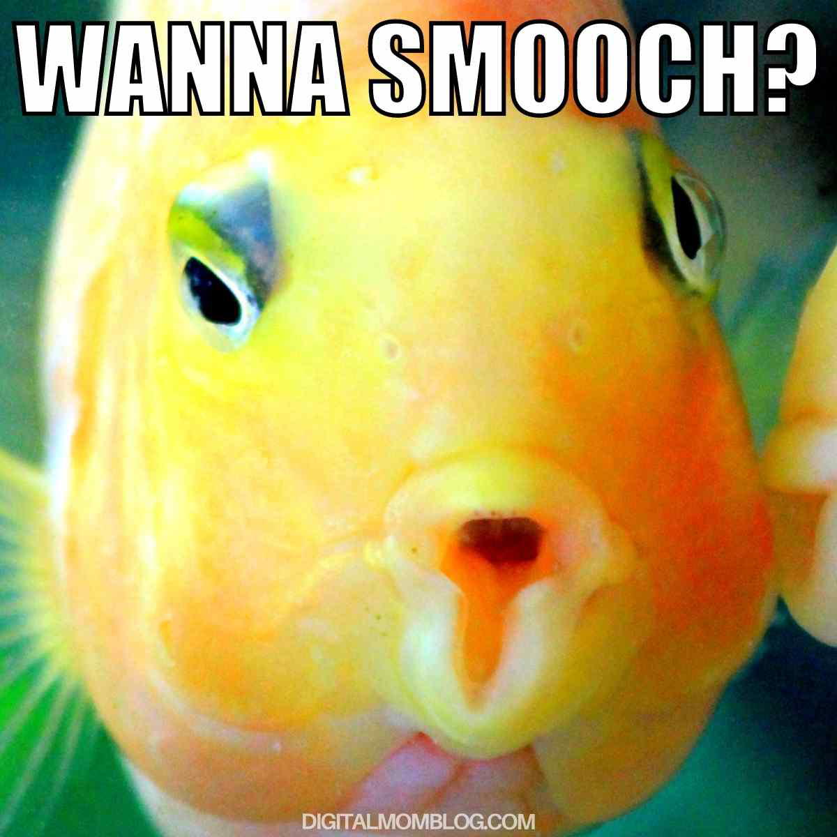 smooch meme smooch meme