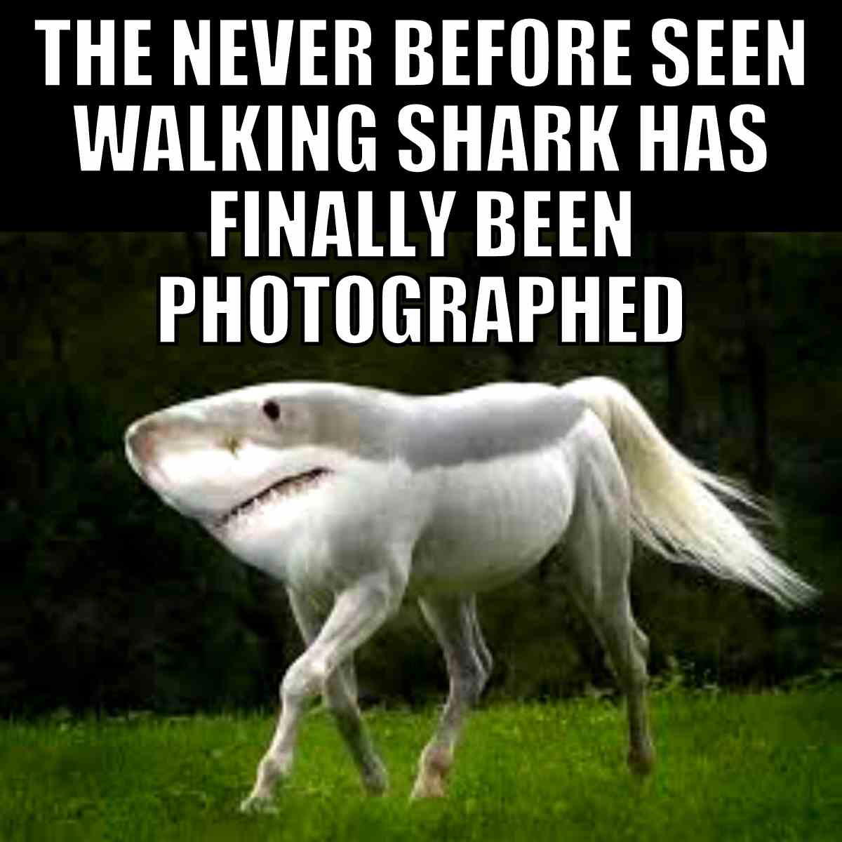 walking shark meme Meme of a mythical creature called the 'walking shark,' featuring a shark's head on a horse's body, with the caption: 'The never before seen walking shark has finally been photographed.'