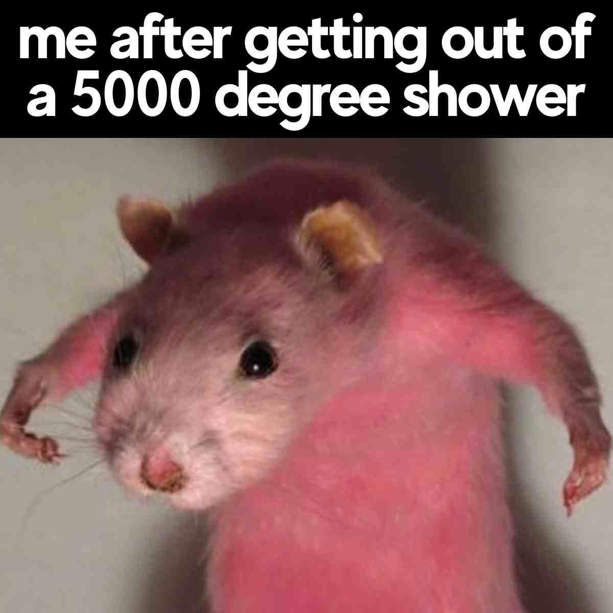 burn rat meme burn rat meme
