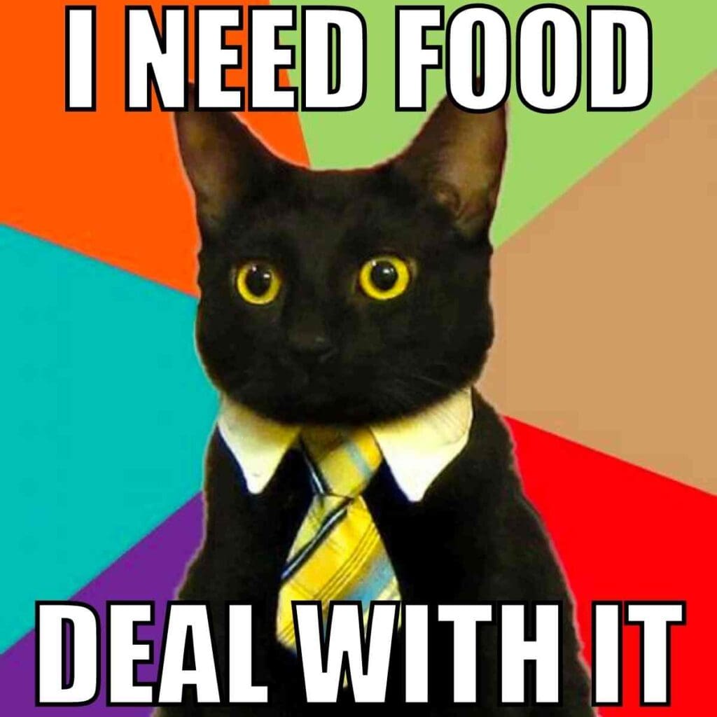 cat hungry meme cat hungry meme