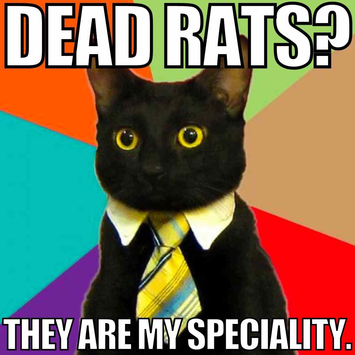 dead rat meme dead rat meme