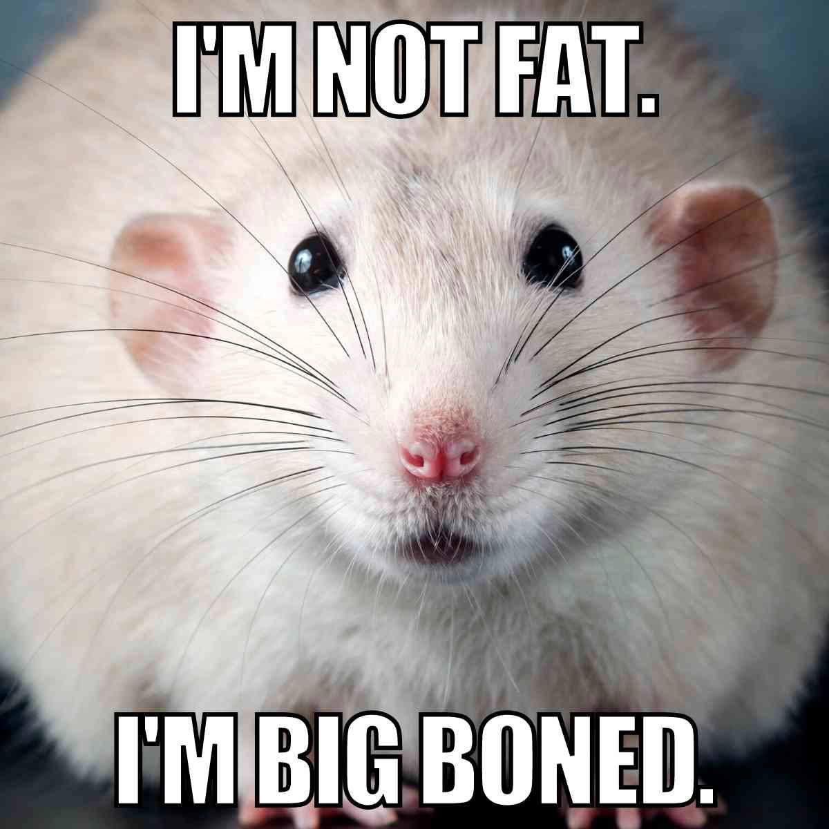 fat rat meme fat rat meme