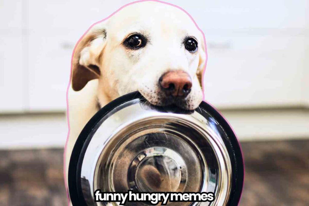 funny hungry memes A dog holding a metal food bowl in its mouth with the text "funny hungry memes" at the bottom.