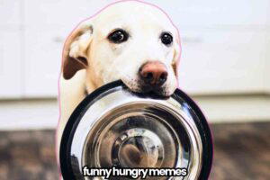 A dog holding a metal food bowl in its mouth with the text "funny hungry memes" at the bottom.