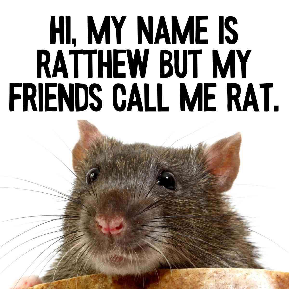 funny rat meme A humorous meme featuring a cute rat named Ratthew, who jokes about his friends just calling him Rat.