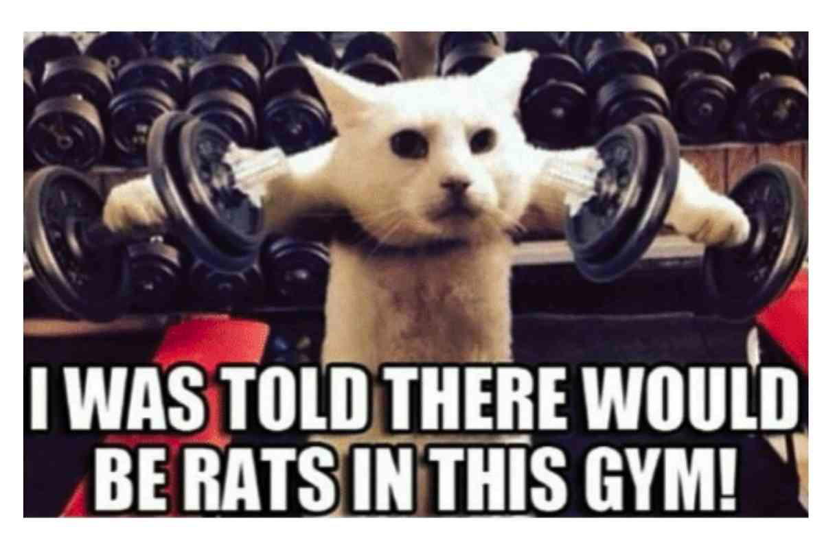 gym rat meme funny A determined cat lifting weights at the gym, looking confused, with the text 'I was told there would be rats in this gym!' beneath it, adding a humorous twist.