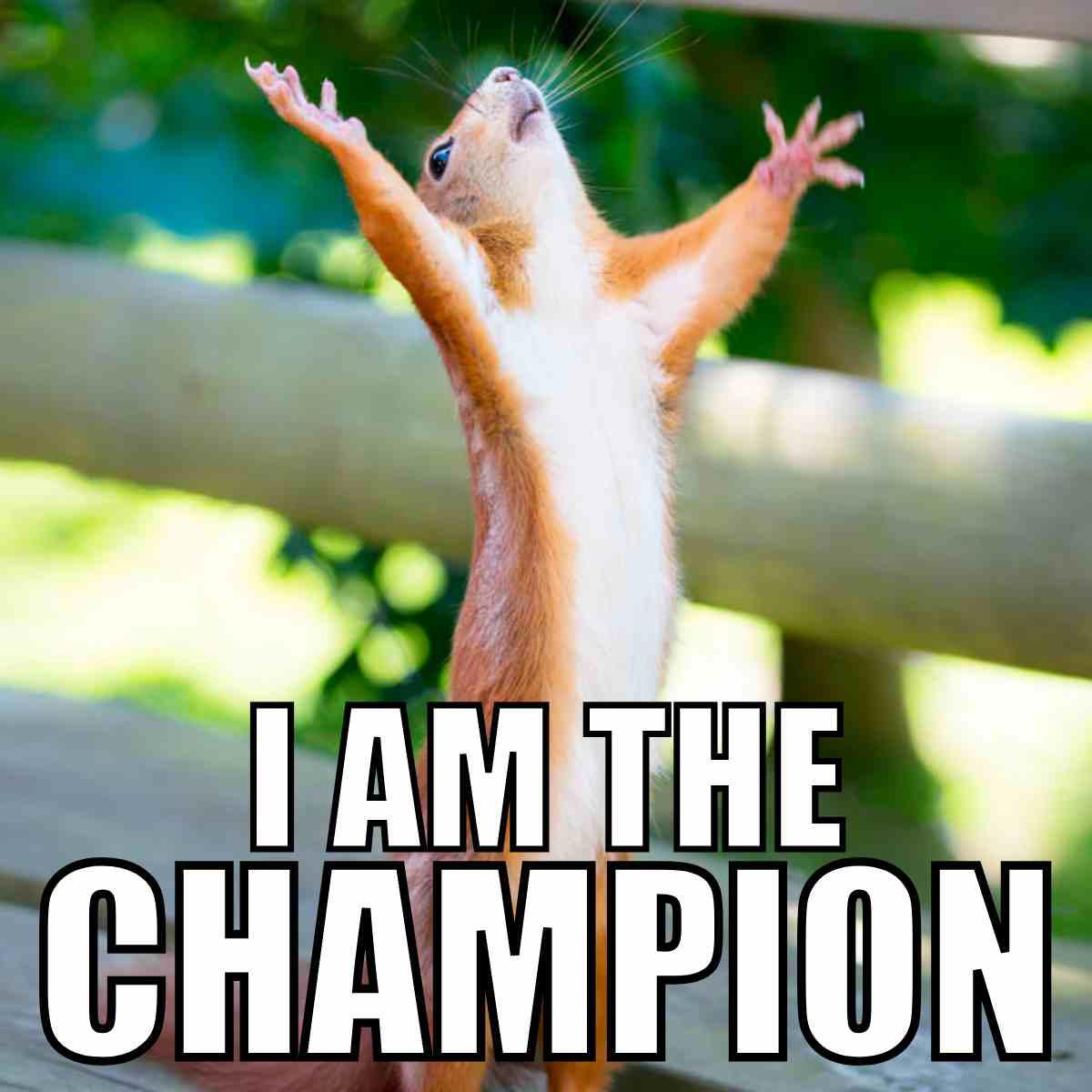 i am the champion meme i am the champion meme