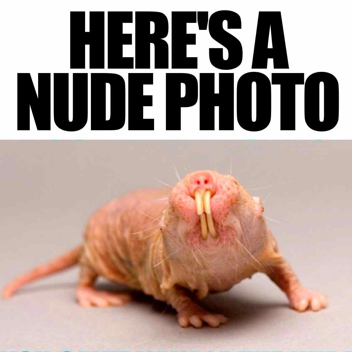 naked mole rat meme naked mole rat meme