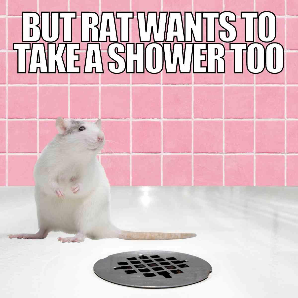rat in shower meme rat in shower meme
