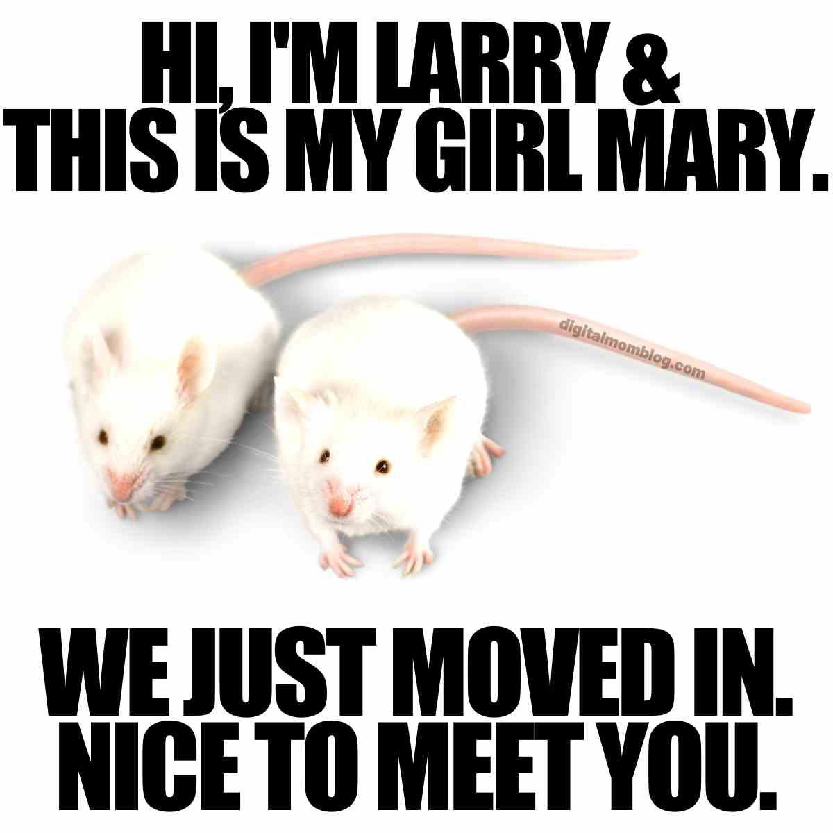 rat meme funny rat meme funny