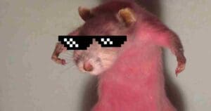 rat memes funny
