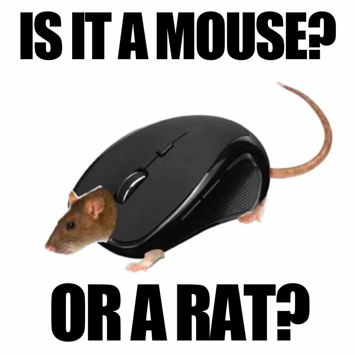 rat or mouse meme rat or mouse meme