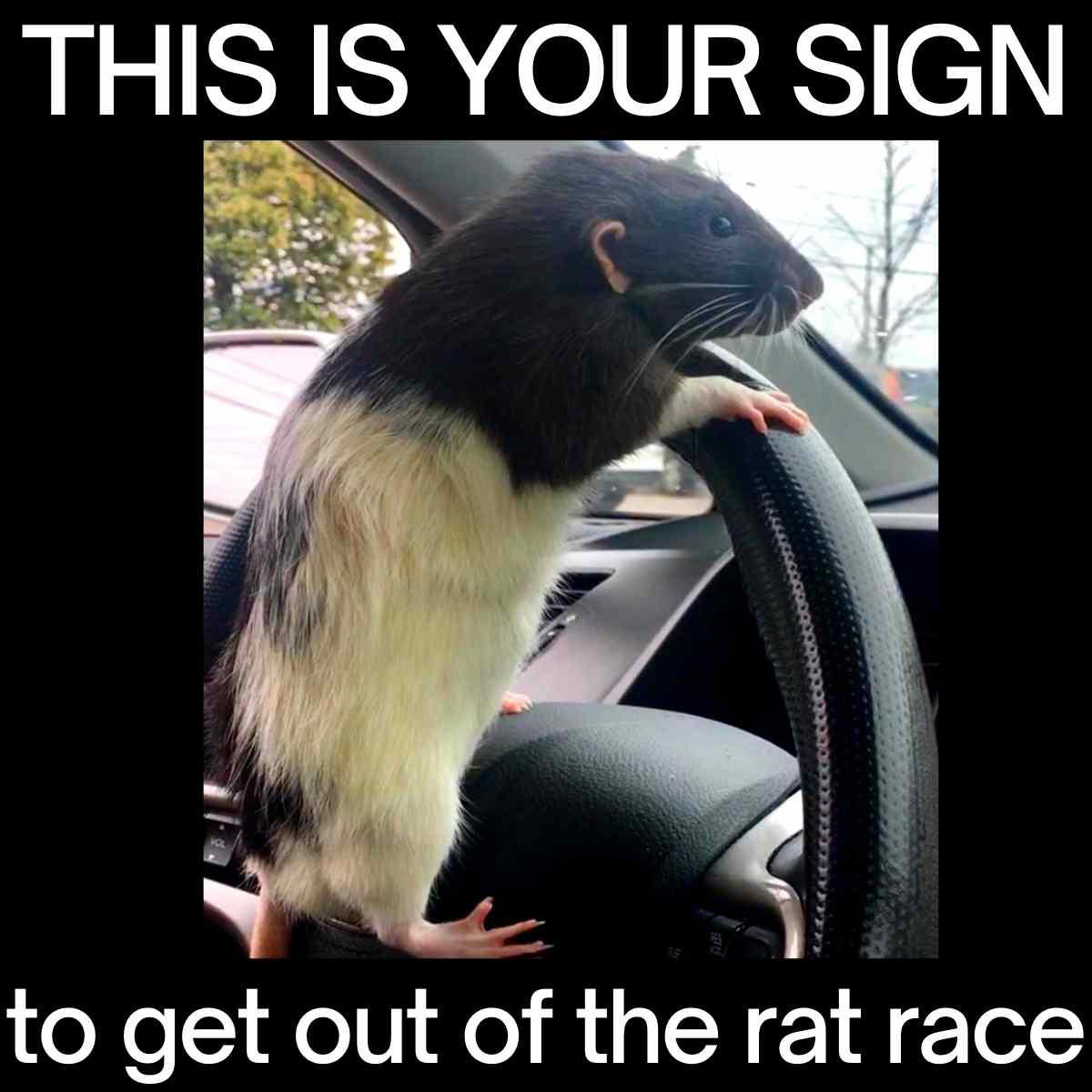 rat race meme rat race meme