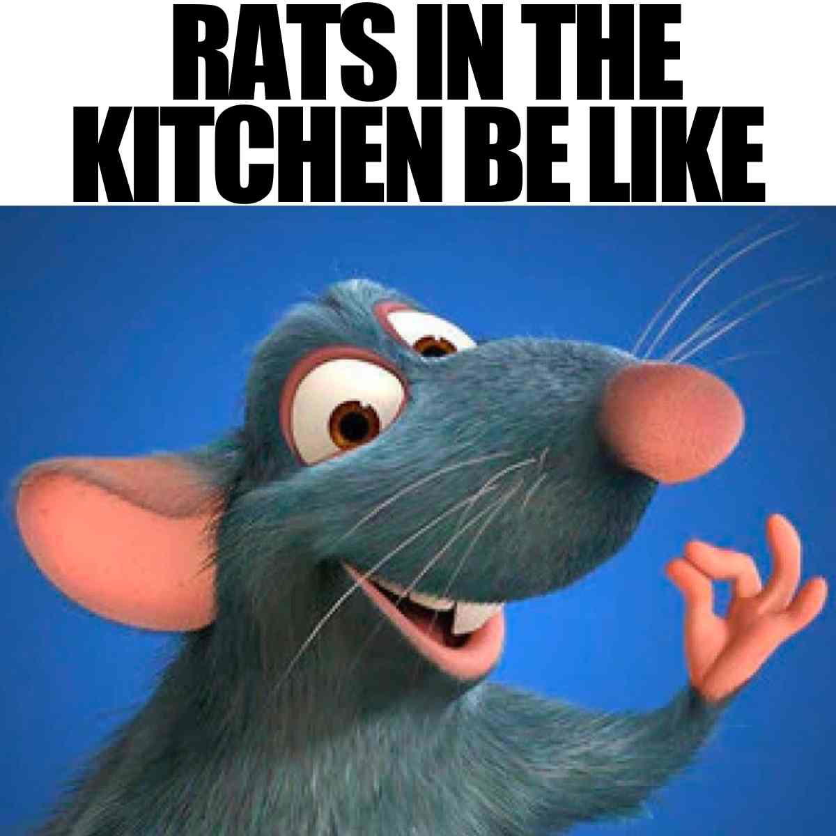 rat remy ratatouille meme rat remy ratatouille meme