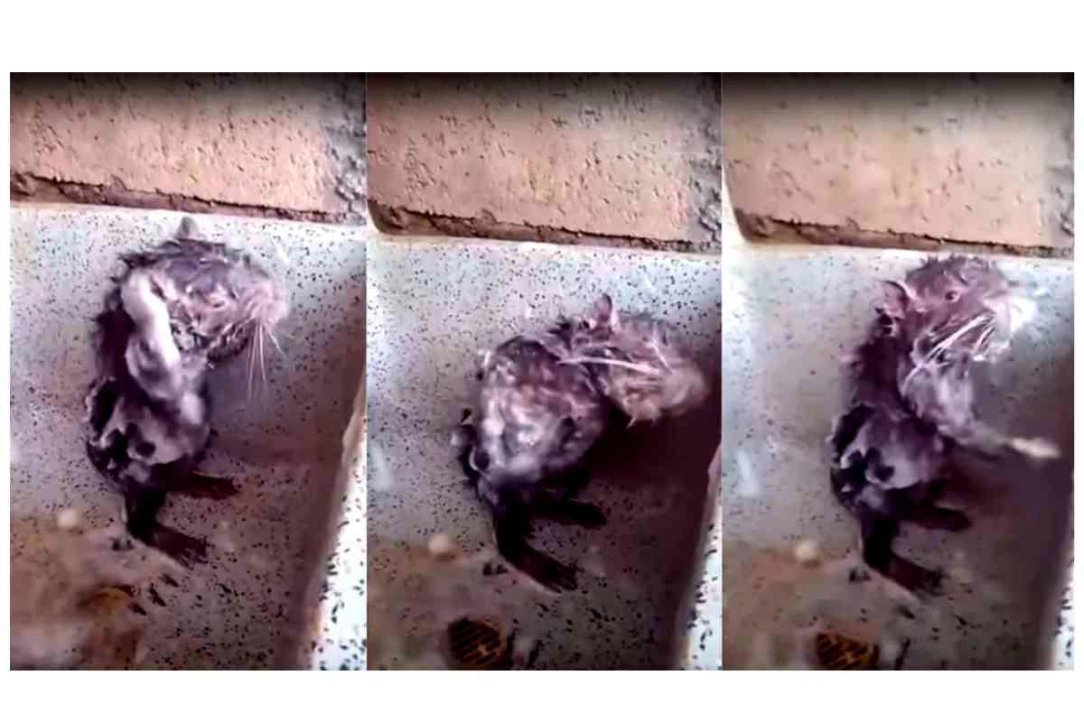 rat showering meme rat in shower meme rat showering meme