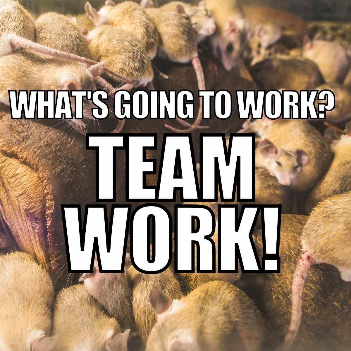 rats team work meme A humorous meme showing a large group of rats piled together with the text 'What's going to work? Team work!' suggesting the power of working together—even for rodents.