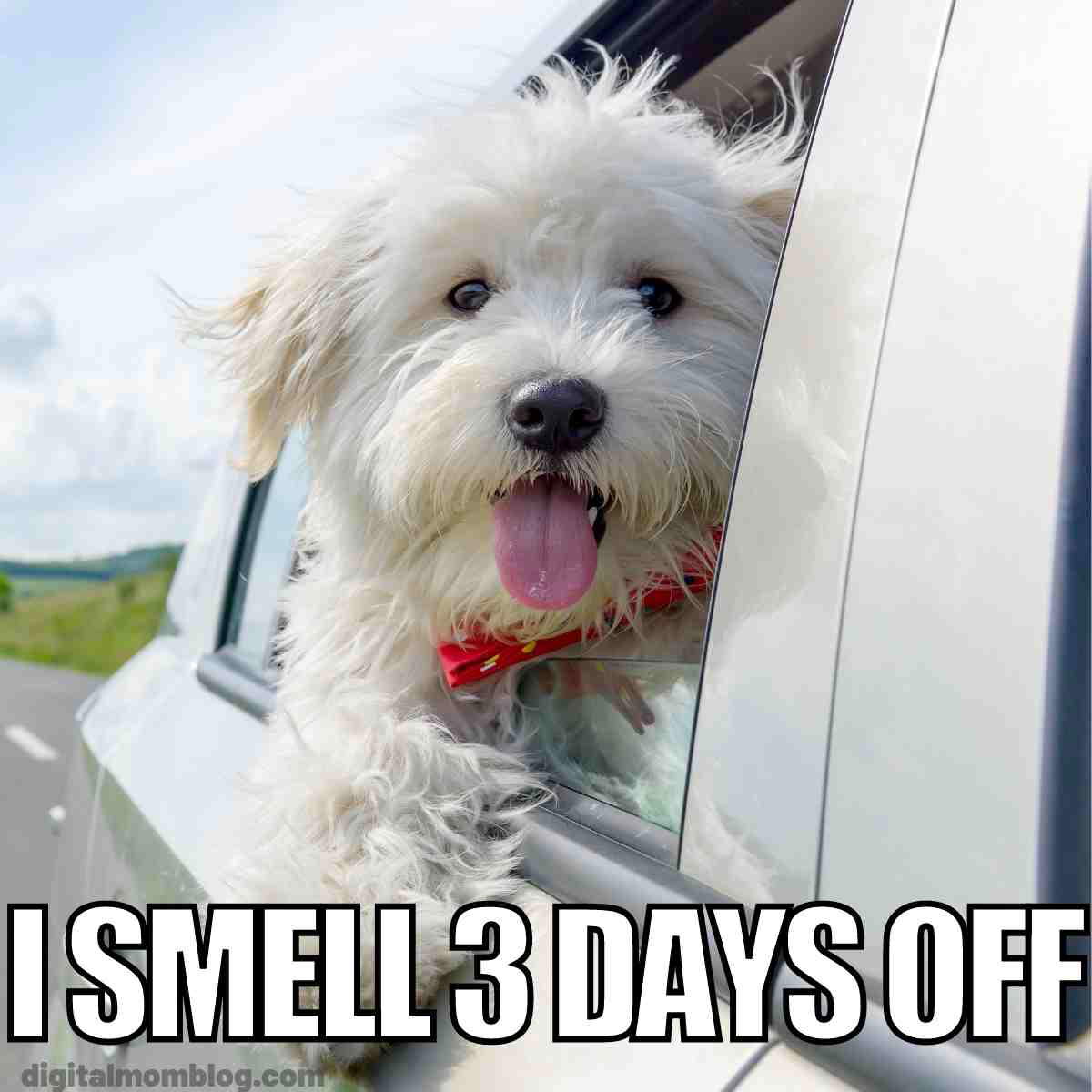3 day weekend meme funny Meme of a fluffy white dog joyfully sticking its head out of a car window, with the caption 'I smell 3 days off,' capturing the excitement of a long weekend.