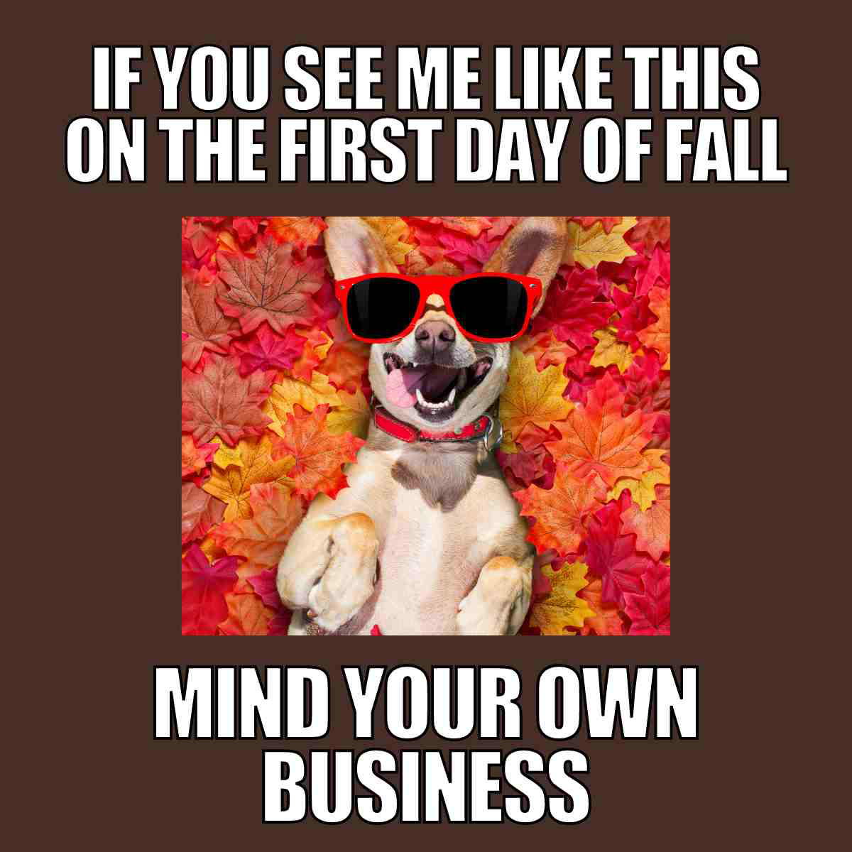 first day of fall 2024 meme first day of fall 2024 meme: if you see me like this on the first day of fall mind your own business - photo of smiling dog in leaves