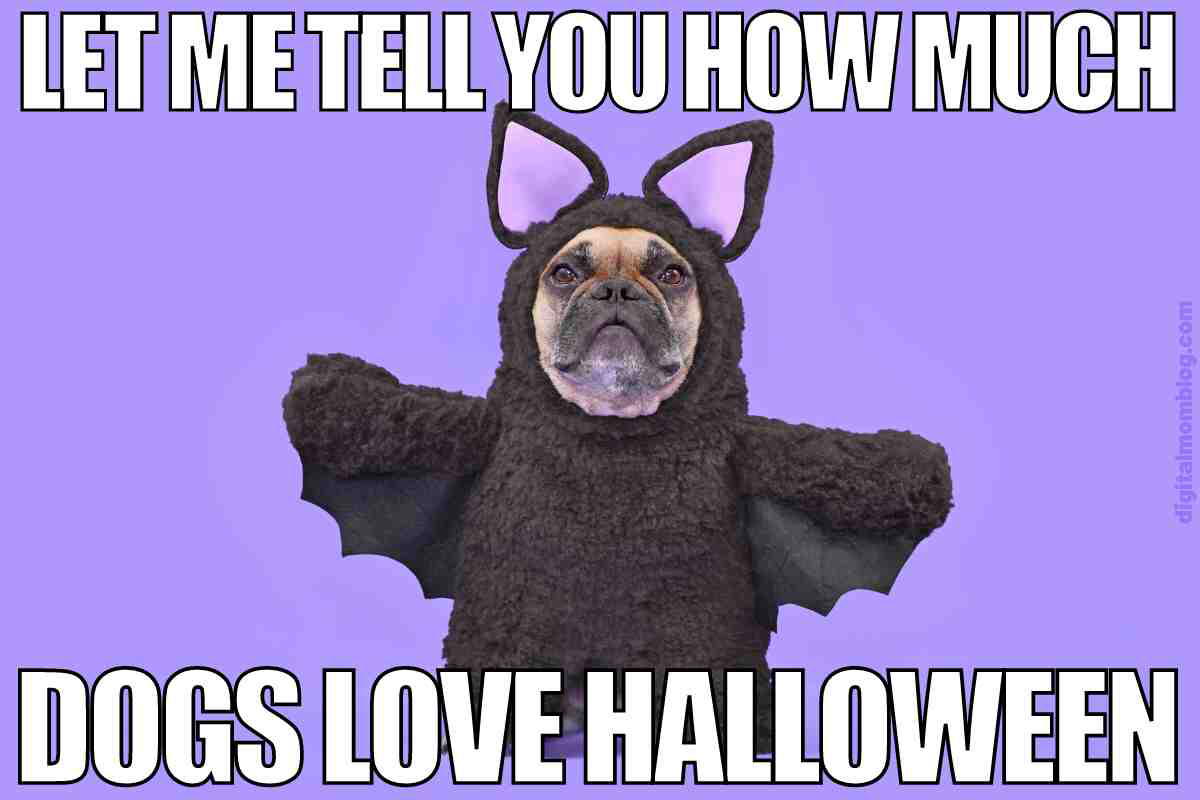 halloween dog meme halloween dog meme
