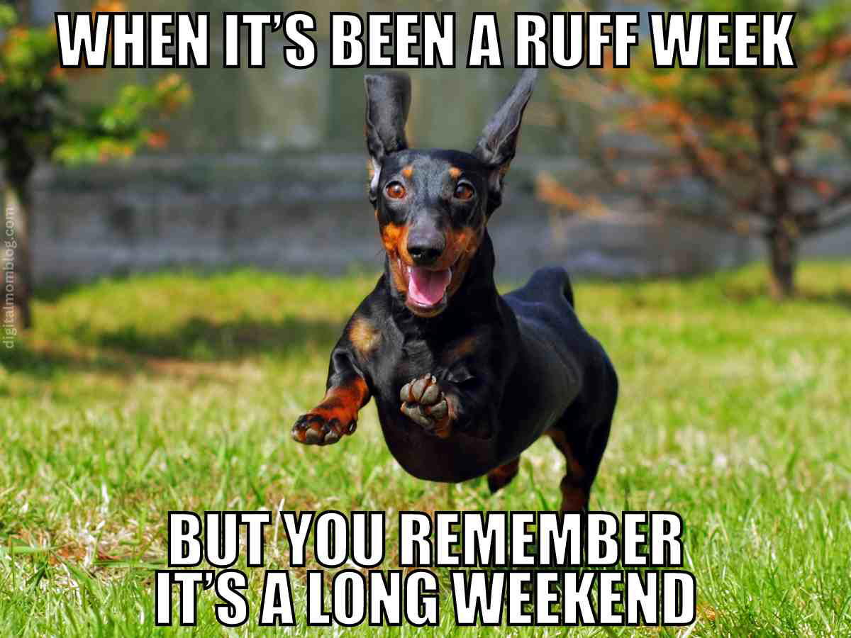 long weekend meme dog Meme with a joyful dachshund leaping across the grass with the text: 'When it's been a ruff week but you remember it's a long weekend.' Perfect for long weekend laughs.