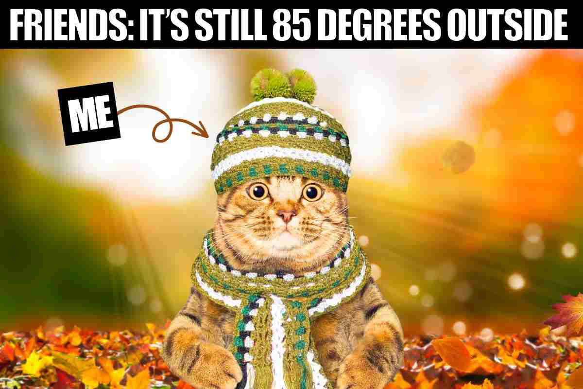 october cat meme october cat meme