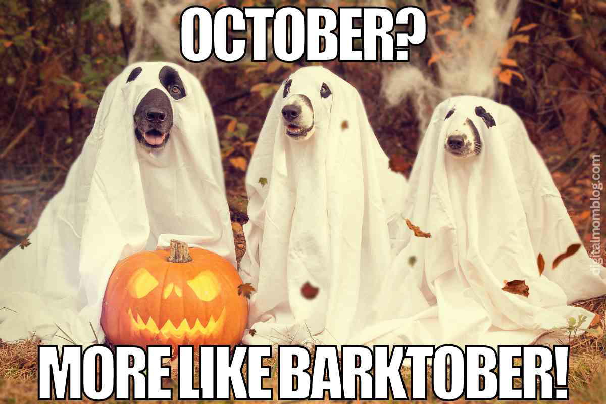 october dog meme october dog meme