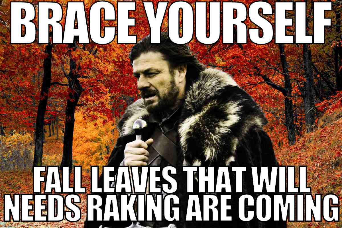 fall leaves meme raking leaves meme