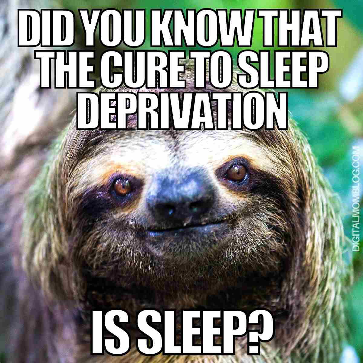 sleep deprivation meme A humorous meme featuring a smiling sloth with the text 'Did you know that the cure to sleep deprivation is sleep?' highlighting sleep humor and life's simplest solutions with sloth wisdom.