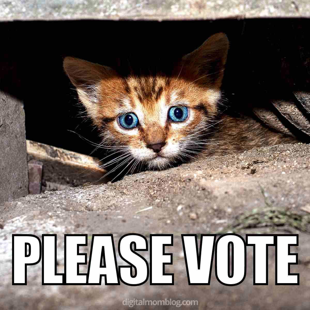 please vote meme please vote meme