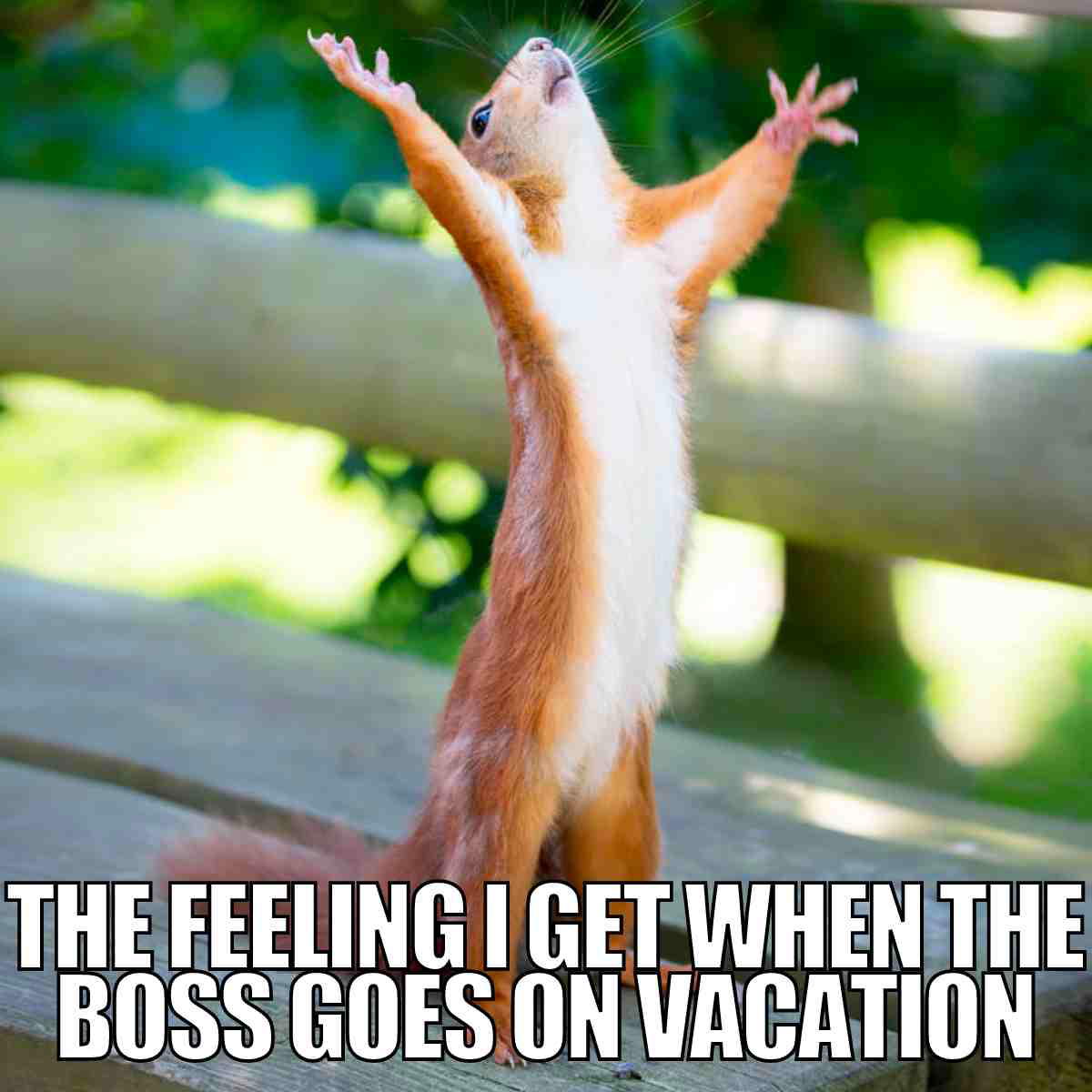 boss on vacation meme Cheerful squirrel with arms spread wide, celebrating the boss's vacation in a humorous meme context.