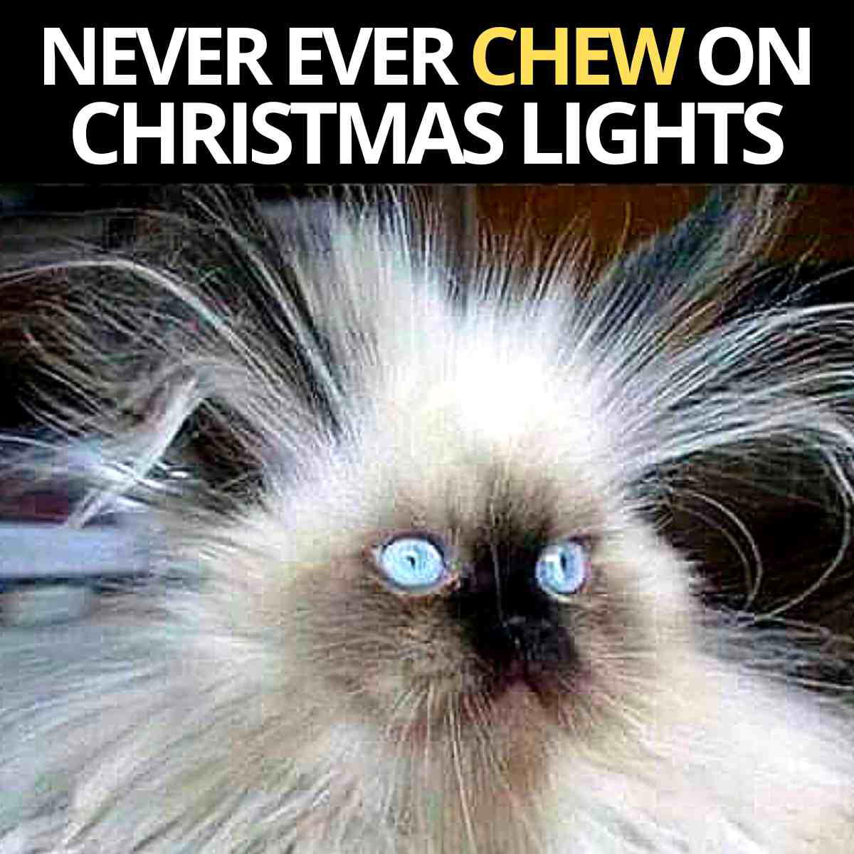 cat christmas lights meme never ever chew on christmas lights