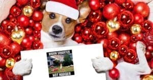december 2 meme of the day