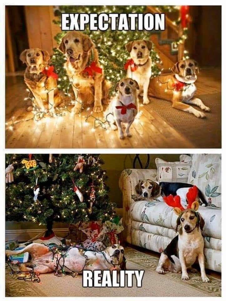 dogs christmas lights meme expectations vs reality dogs with christmas lights