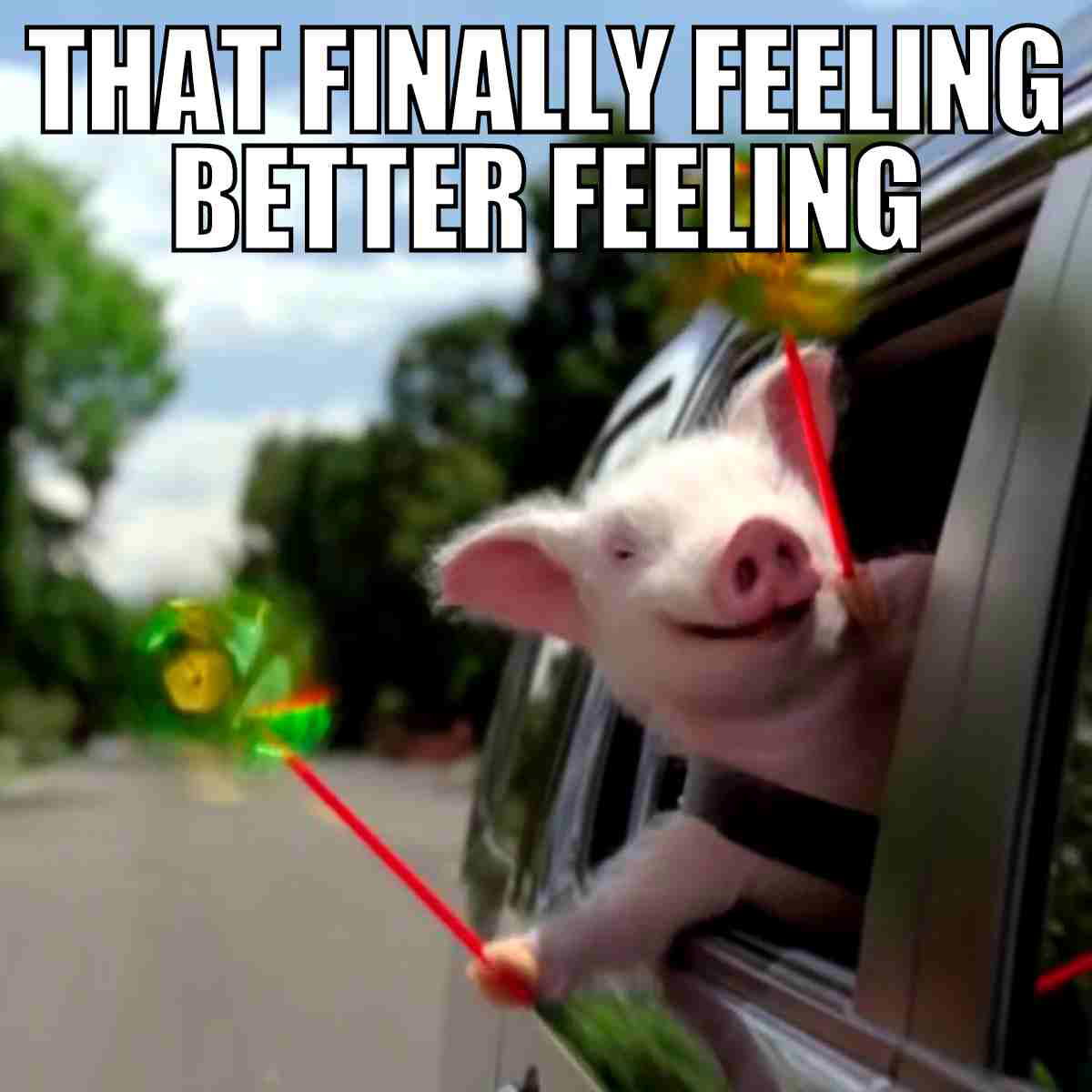 feeling better sick meme Happy pig with a pinwheel enjoying the breeze, captioned 'That Finally Feeling Better Feeling'—the meme embodiment of leaving the flu behind!
