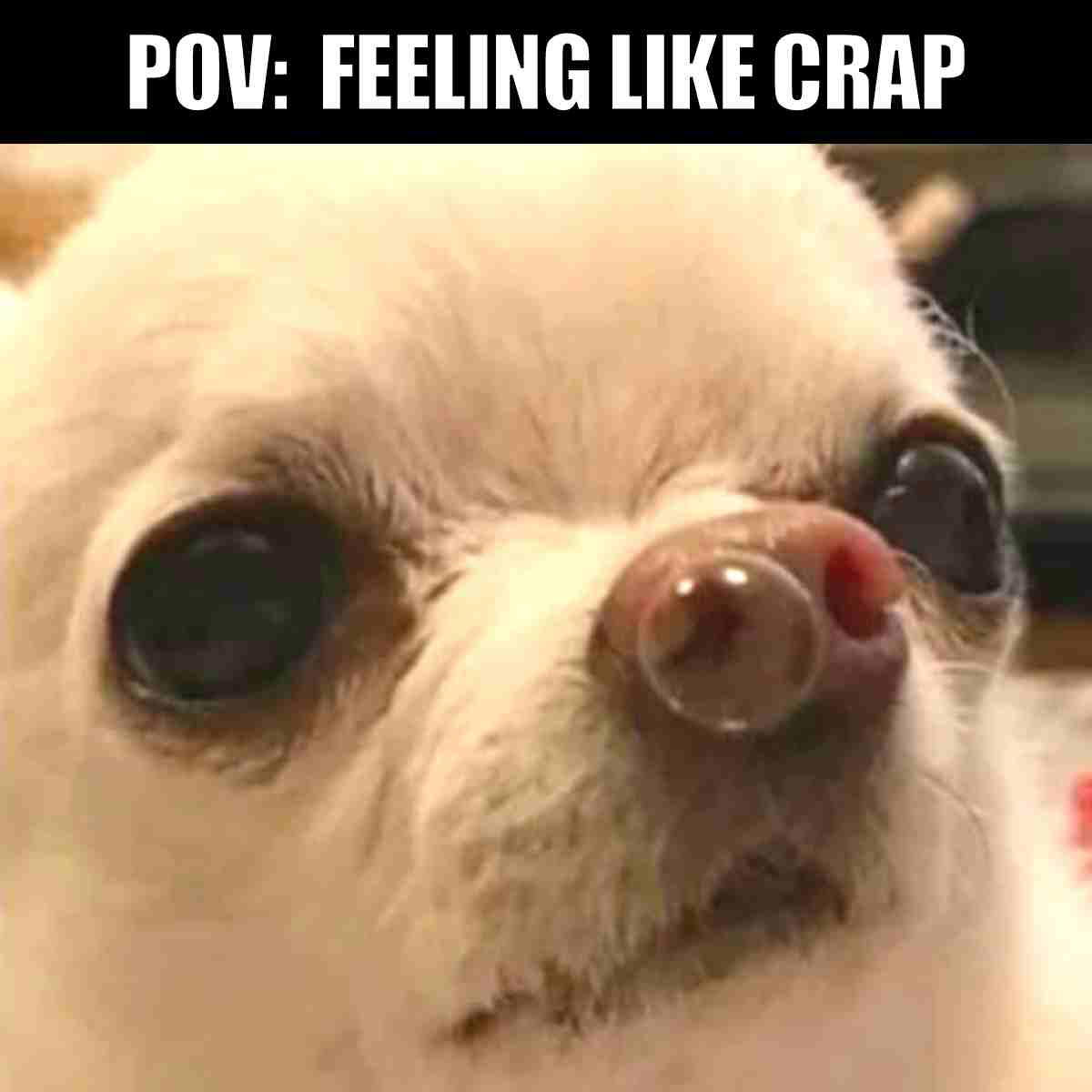 funny sick meme Meme of a Chihuahua with a bubble on its nose looking unimpressed, captioned "POV: Feeling Like Crap" for when you're feeling under the weather but still hilariously dramatic.