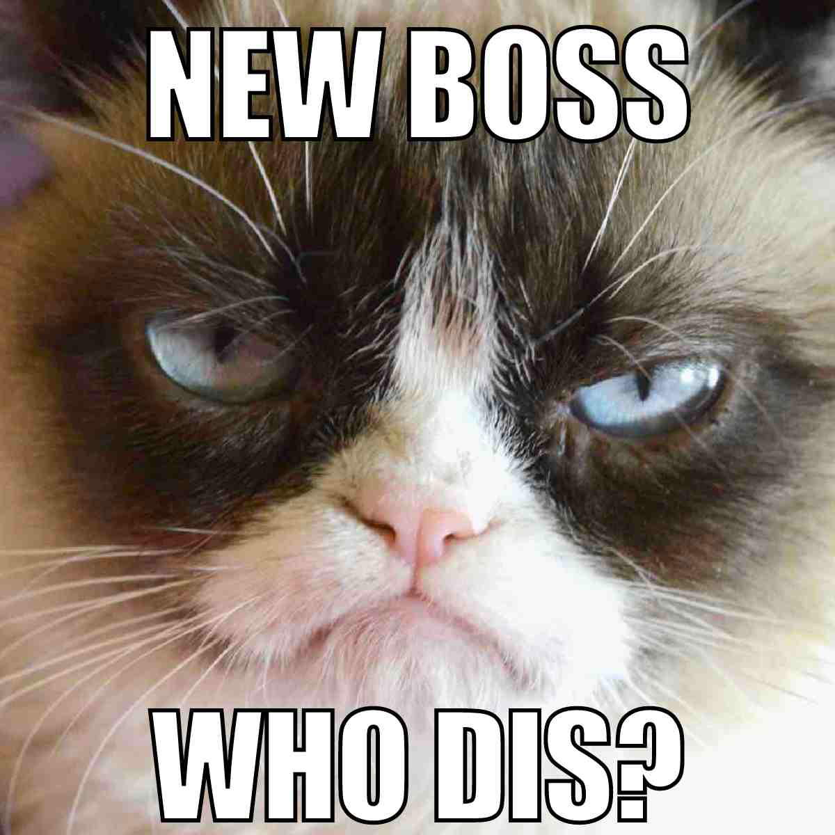 new boss meme new boss who dis