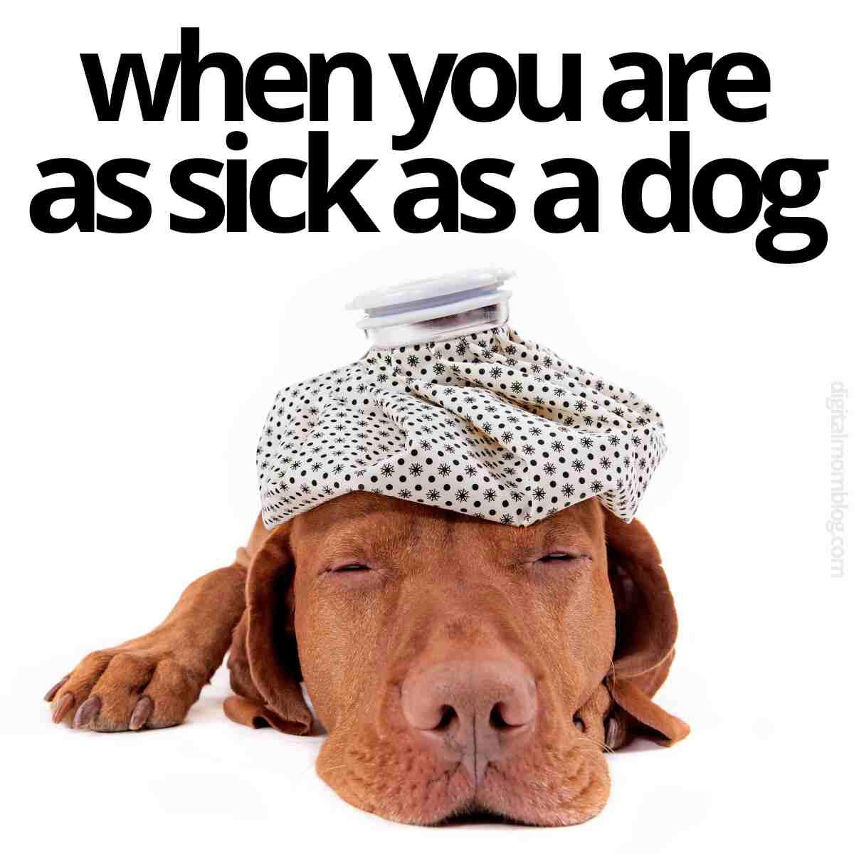 sick as a dog meme Meme of a dog looking ill with a patterned ice pack on its head and the caption, "when you are as sick as a dog," because even canines need a sick day!